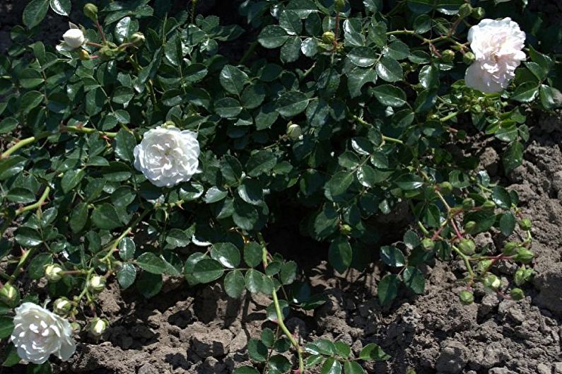 Propagação de uma rosa inglesa pela prole