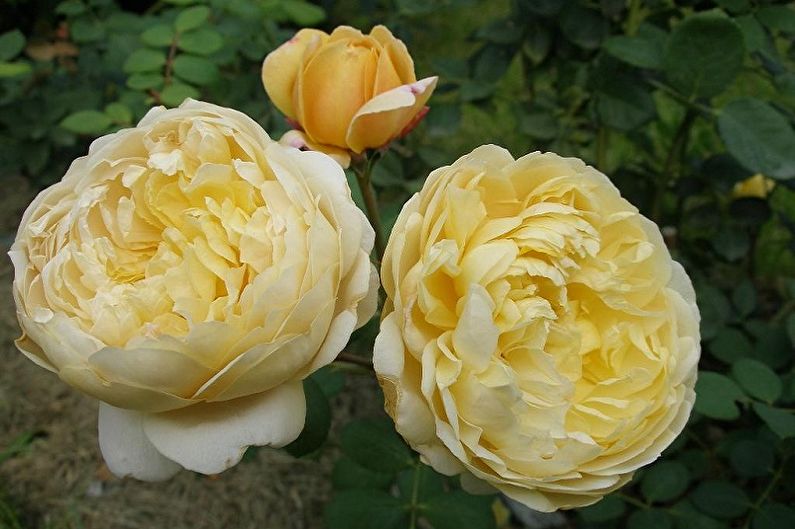 Rosa anglesa - foto