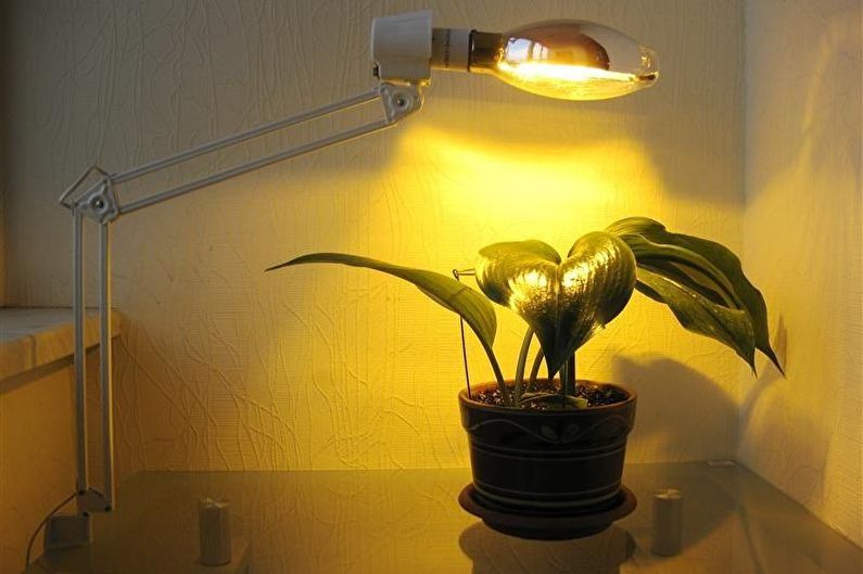 Lamps for plants - Incandescent lamps