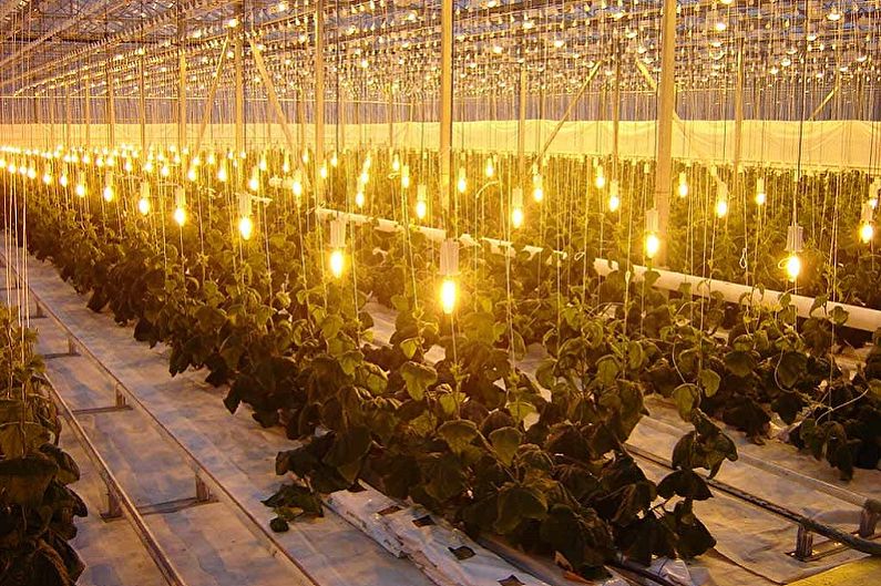 Lámparas para plantas - Lámparas incandescentes