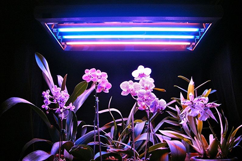 Làmpades per a plantes - Làmpades fluorescents