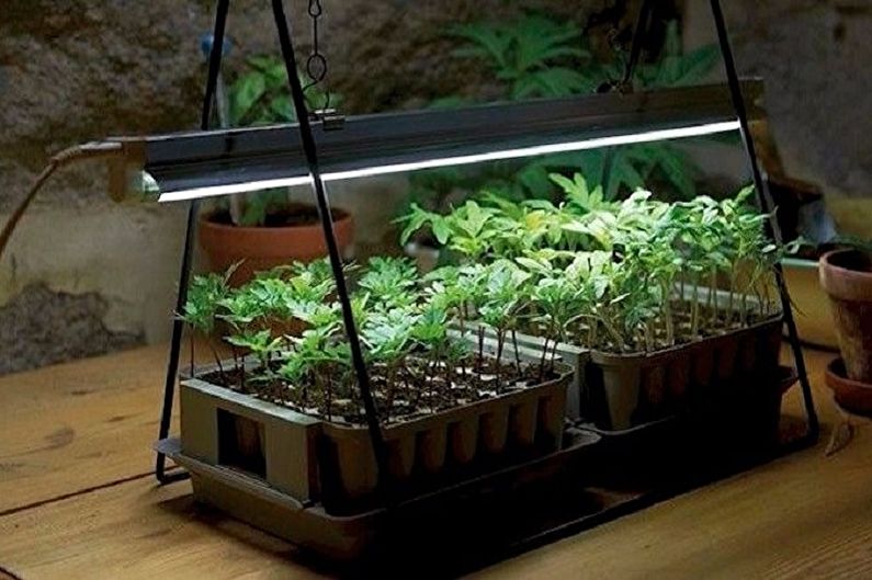 Como elegir una lámpara para plantas