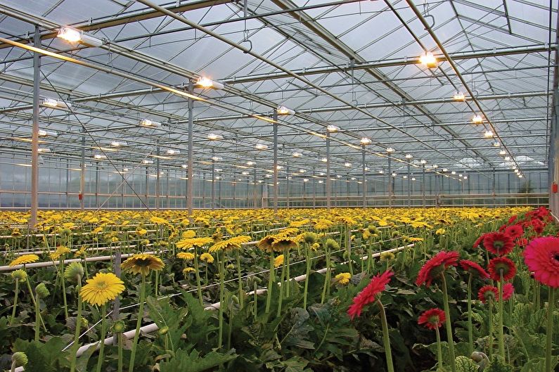 Lâmpadas para plantas - foto