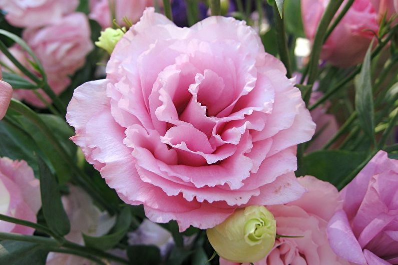 Eustoma (Lisianthus) - Descripció general