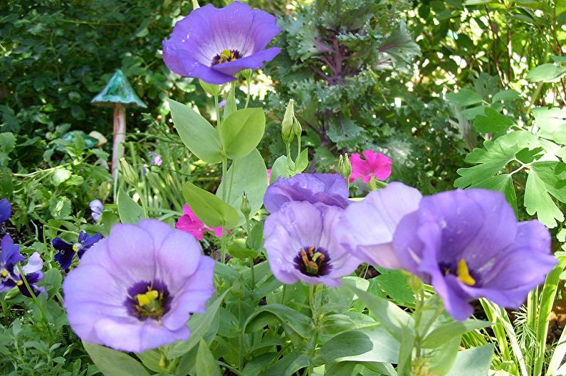 Eustoma (Lisianthus) - Mô tả chung