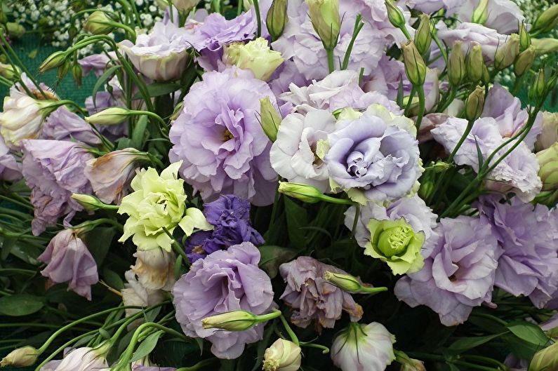 Eustoma (Lisianthus) - Všeobecný popis