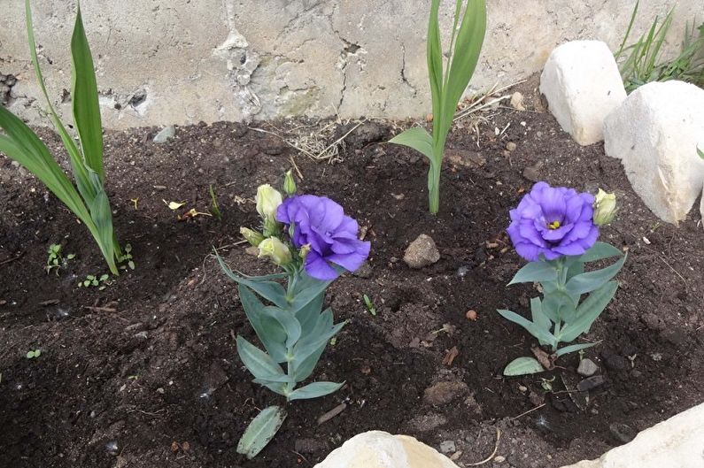 Sådan dyrkes eustoma (lisianthus)