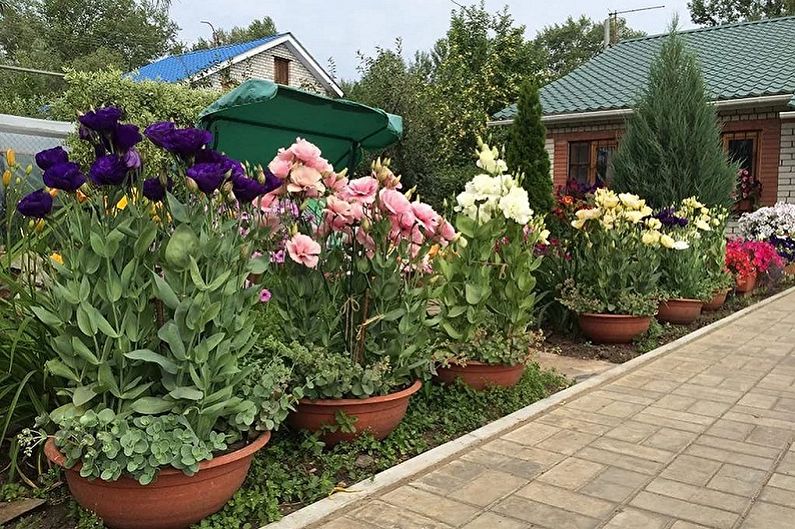 Njega Eustoma (Lisianthus) - Rasvjeta