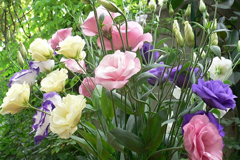 Eustoma (Lisianthus) การดูแล - อุณหภูมิ