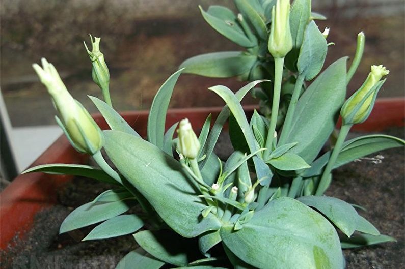 Eustoma Care (Lisianthus) - Fertilizantes