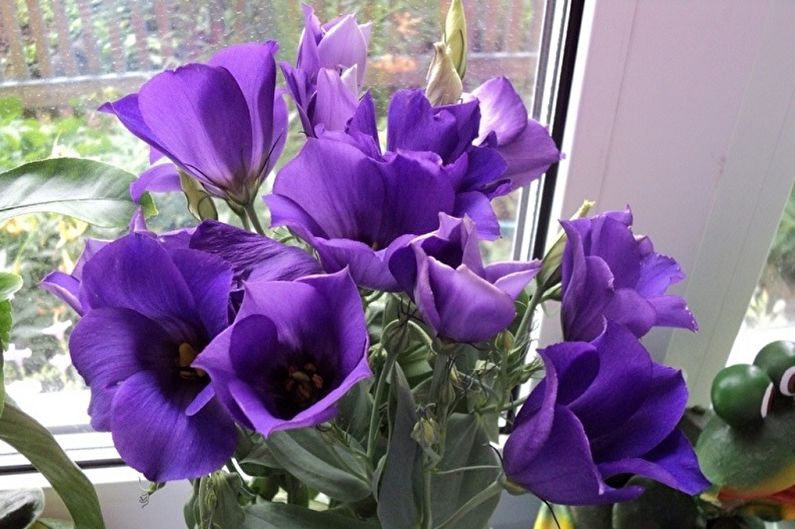 Eustoma (lisianthus) - resim