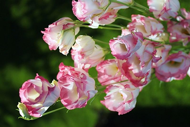 Eustoma (lisianthus) - fotografija