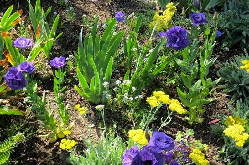 Eustoma (lisianthus) - fotografia