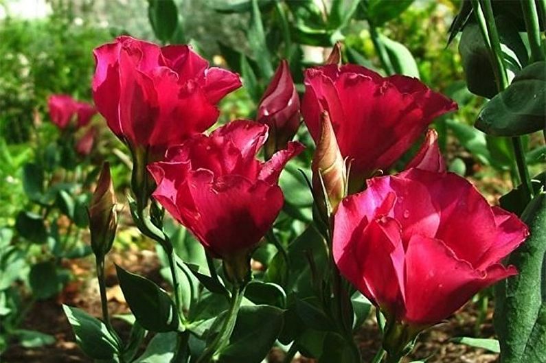 Eustoma (lisianthus) - ảnh