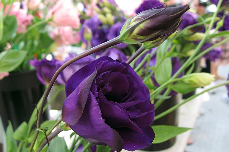 Eustoma (lisianthus) - fénykép