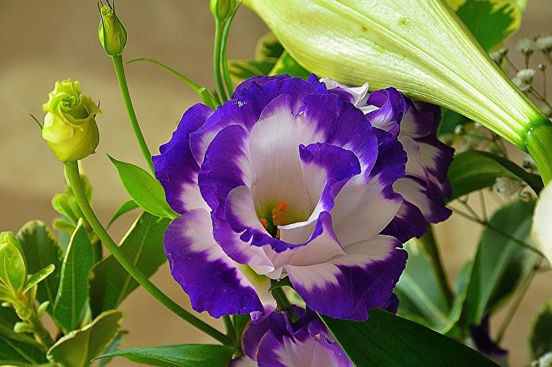 Eustoma (lisianthus) - fénykép