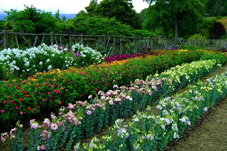 Eustoma (lisianthus) - ảnh