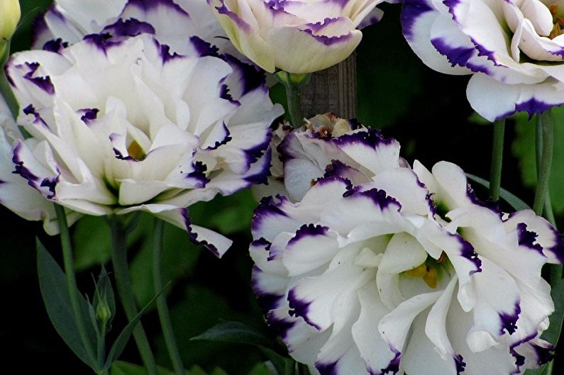 Eustoma (lisianthus) - fotografie