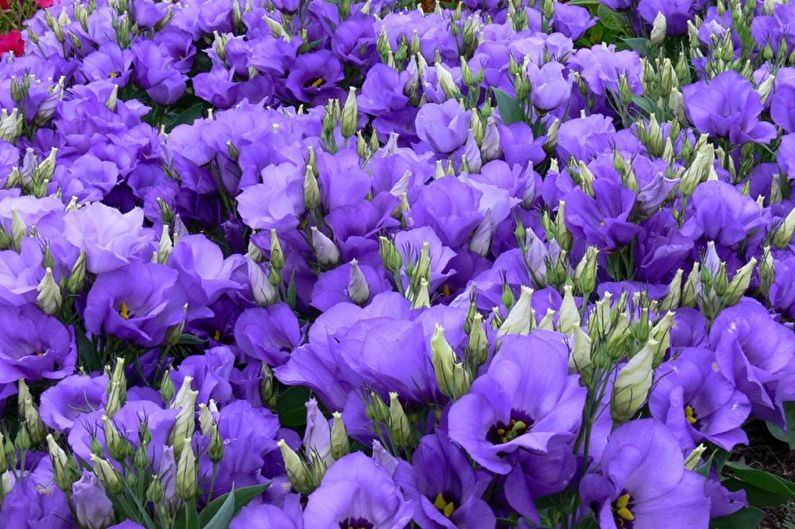 Eustoma (lisianthus) - ảnh