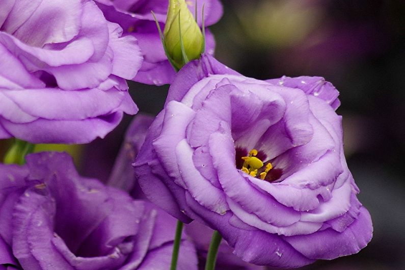 Eustoma (lisianthus) - foto