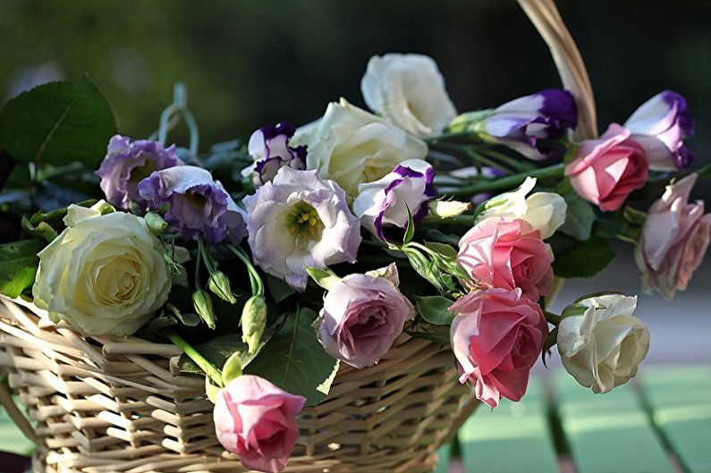 Eustoma (lisianthus) - resim