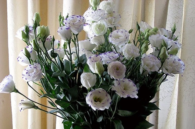 Eustoma (lisianthus) - ảnh