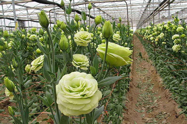 Eustoma (lisianthus) - fotografia