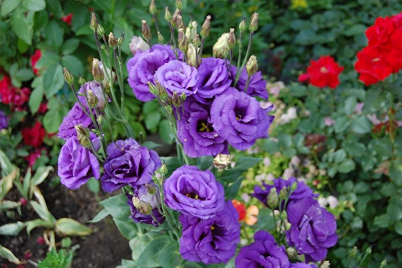 Eustoma (lisianthus) - fotografija