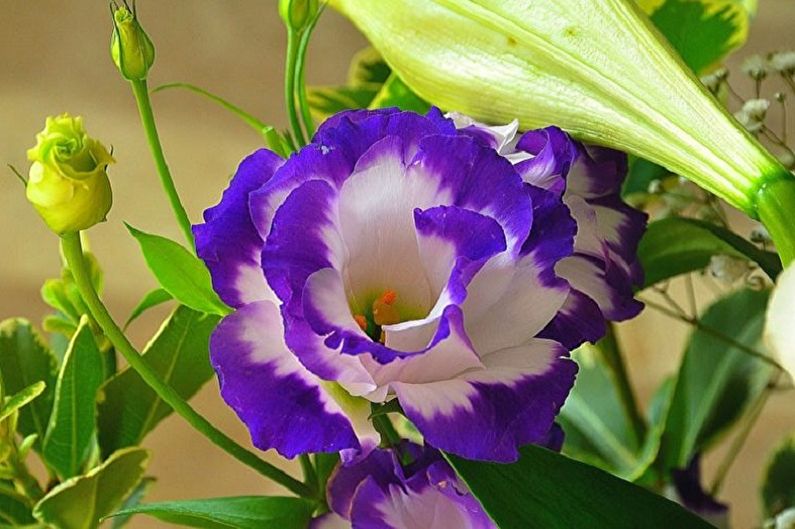 Eustoma (lisianthus) - ảnh