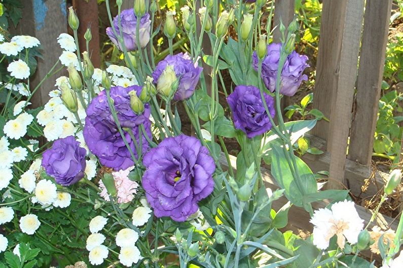 Eustoma (lisianthus) - foto