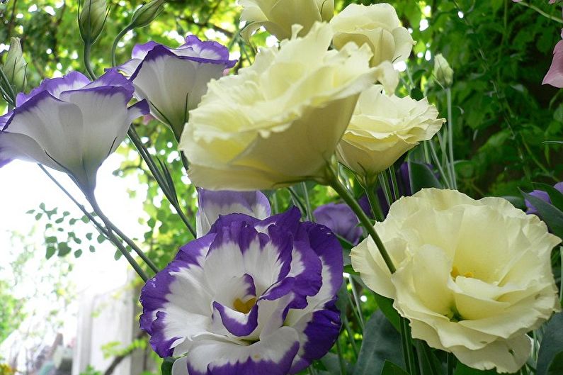 Eustoma (lisianthus) - fotografie