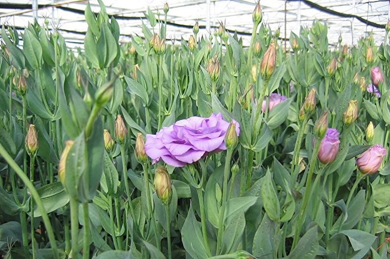 Eustoma (lisianthus) - foto