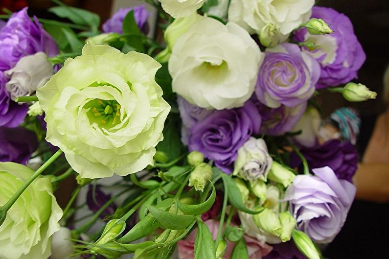 Eustoma (lisianthus) - fénykép