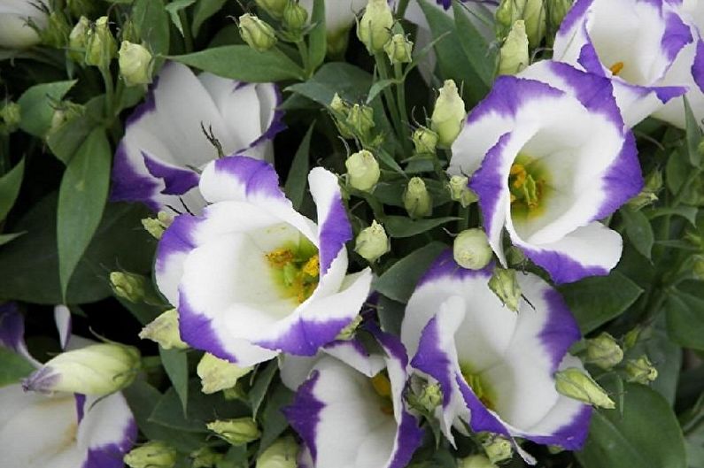 Eustoma (lisianthus) - fotografija