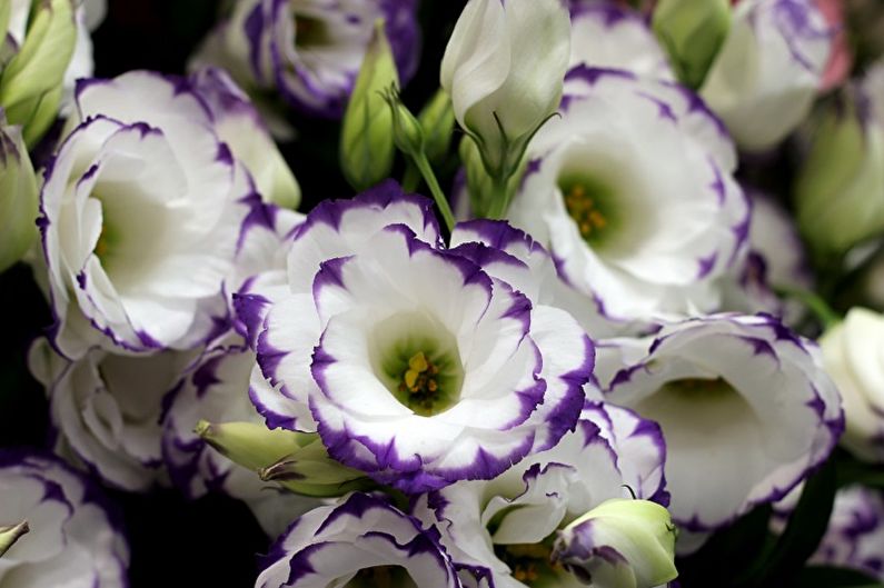 Eustoma (lisianthus) - fotografie