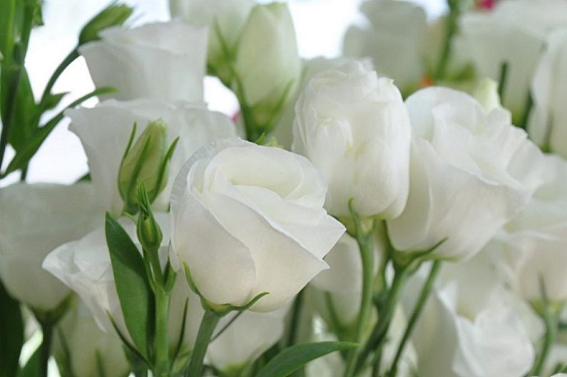 Eustoma (lisianthus) - valokuva