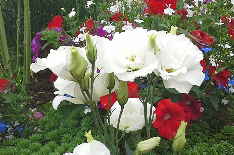 Eustoma (lisianthus) - ảnh