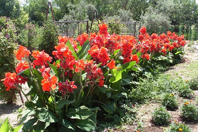 Canna garden