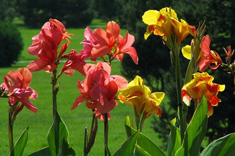 Canna garden