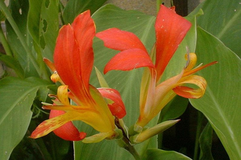 Canna thấp