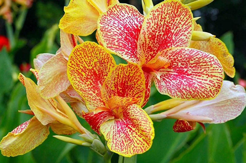 Canna confetti