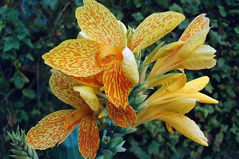 Canna confetti