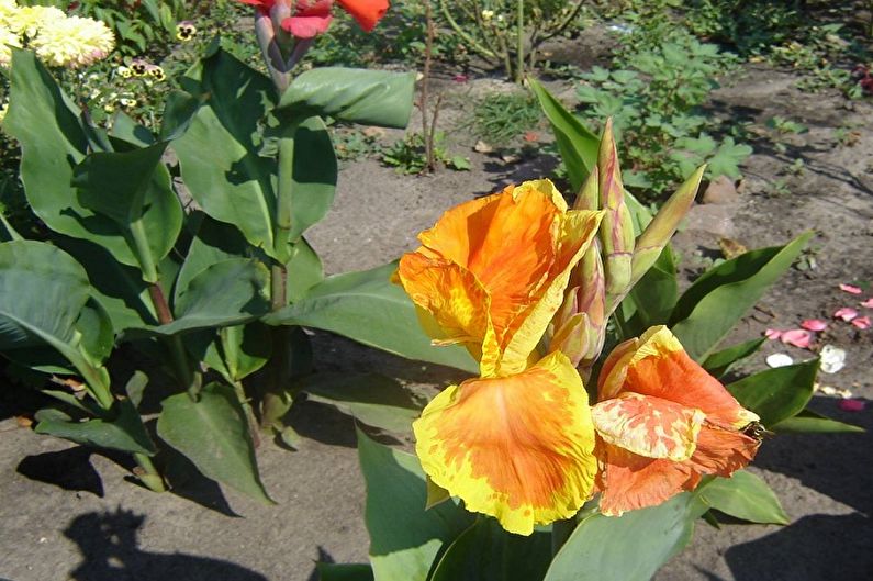 How to transplant a canna