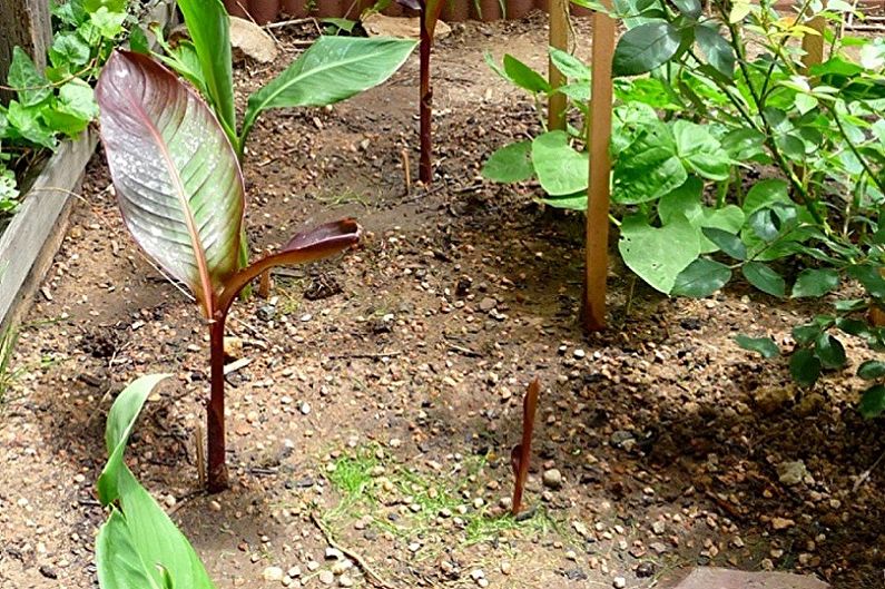 How to transplant a canna