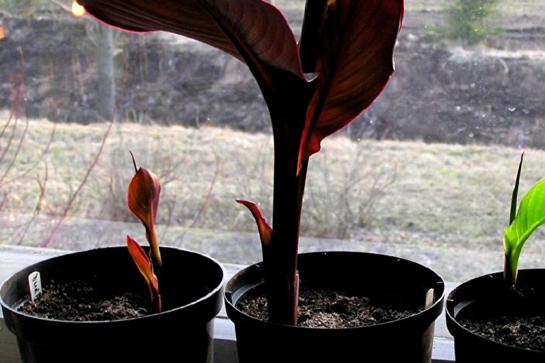 Propagación de semillas de canna