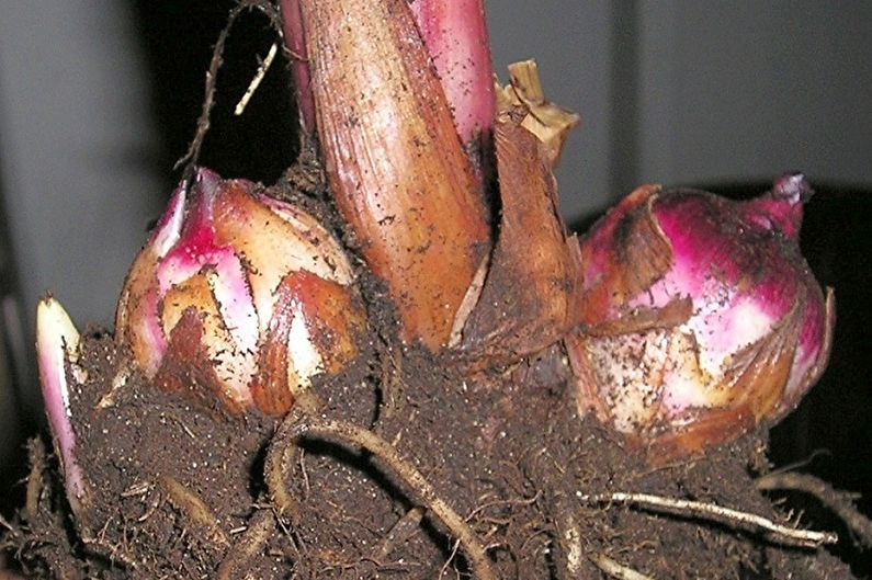 Canna-Vermehrung durch Rhizomteilung