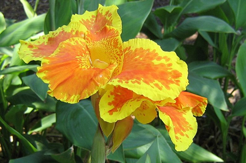 Canna - photo