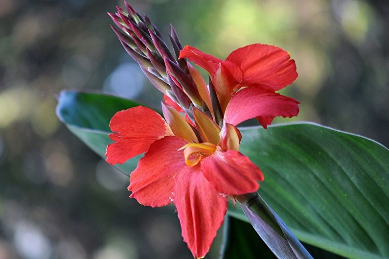 Canna - fotografie