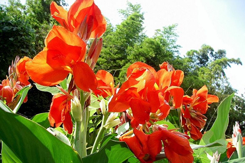 Canna - photo