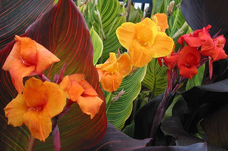 Canna - photo